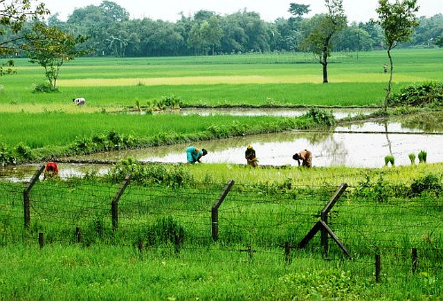 India és Banglades határa kerítéssel és rizsszedőkkel, kép forrása: hindujagruti.org